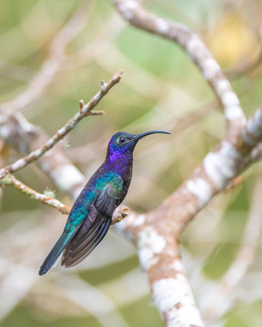 Descoperă ciocănitoarea cu aripi purpurii: o bijuterie a pădurilor tropicale