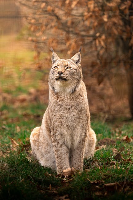 Descoperă natura în 3 minute: viața sălbatică din Parcul Natural Grădiștea Muncelului-Cioclovina
