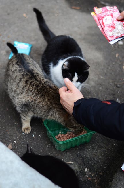 Peste 120 de pisici salvate de autorități dintr-o locuință din București