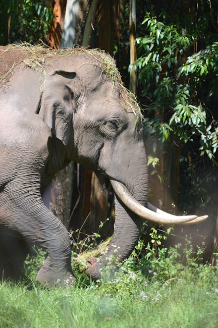 Un elefant atacă comunități din India, provocând peste 20 de decese în doar câteva zile