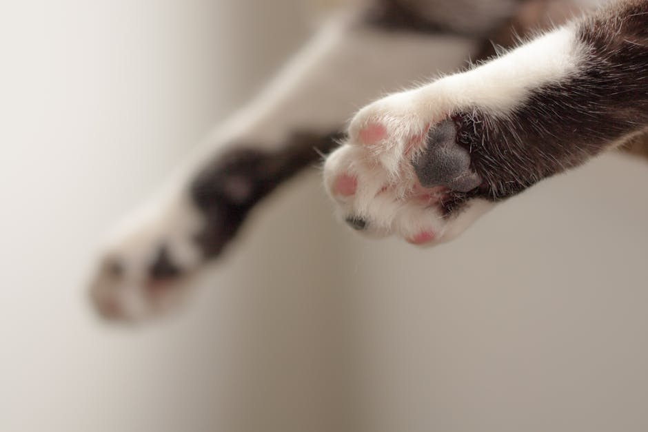 Sistemul veterinar din Iași în pericol: efectele alarmante ale OUG 89