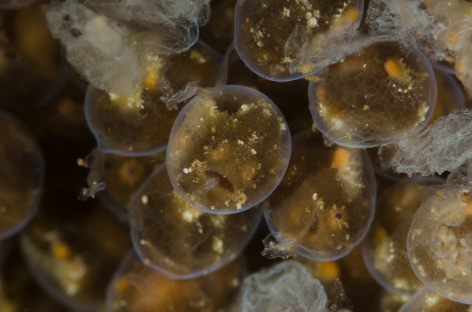 Contaminare alarmantă pe litoralul românesc: microplastice descoperite în pești și moluște