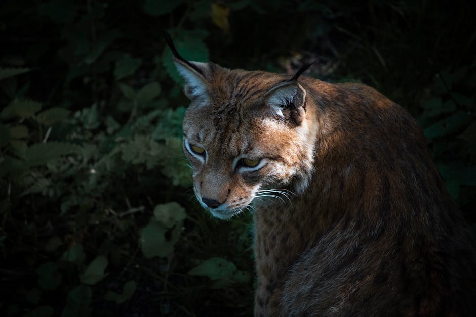Întâlnire neașteptată în Parcul Național Defileul Jiului: mistreț și urs sub lumina lunii