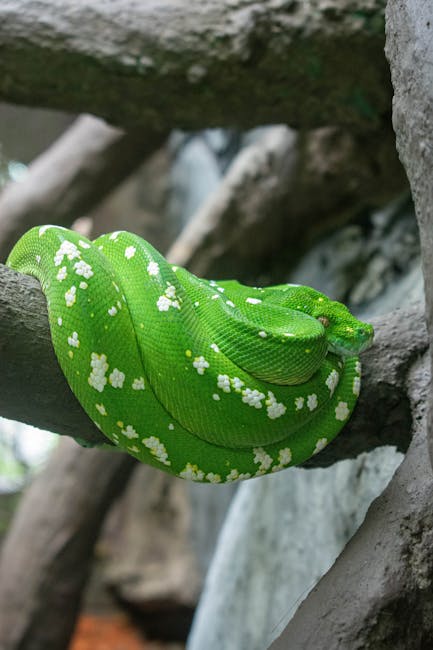 Descoperire șocantă: crescătorie ilegală de reptile în Bihor, cu specii protejate
