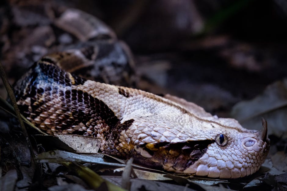 Alertă în Bihor: crescătorie ilegală de reptile cu vipere extrem de periculoase descoperită în apartament