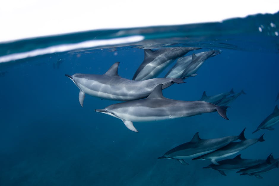 Delfinii din Marea Neagră, în pericol: virus mortal și creșterea alarmantă a deceselor