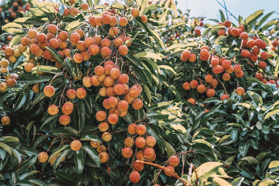 De ce ar trebui să cultivi arbuști fructiferi în grădina ta