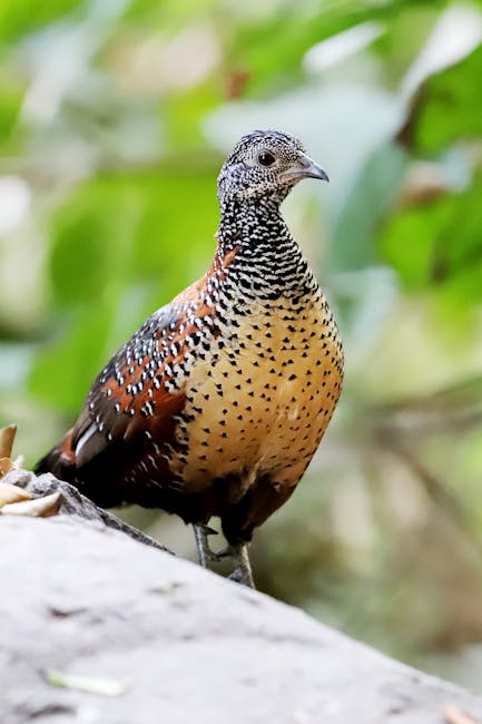 Descoperă pompadour cotinga: pasărea cu penaj regal din Amazon