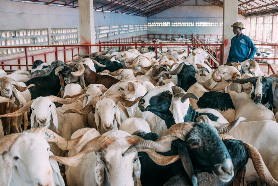 Termen limită pentru deconturile eco-schemelor zootehnice, stabilit de APIA