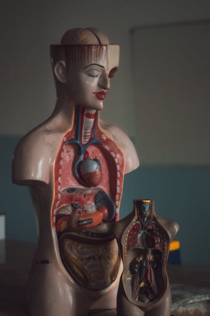 Moartea lui Gunther von Hagens: creatorul expoziției care a schimbat percepția despre anatomie