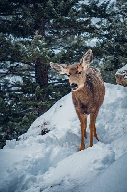 Silvicultorii din Brad se mobilizează pentru a proteja fauna în condiții de iarnă extremă