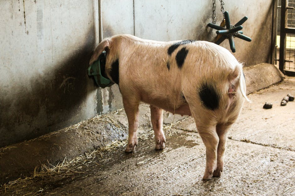Termen limită pentru deconturile eco-schemelor în zootehnie: Ce trebuie să știi