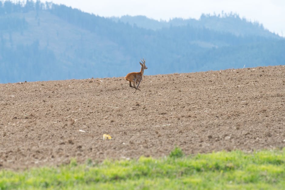 Imagini impresionante cu cerbi surprinși de jandarmii montani în Munții Rodnei