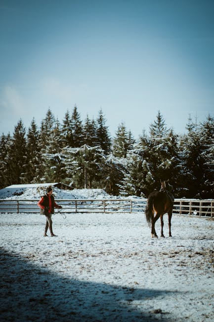 Avertizări meteo: temperaturi extrem de scăzute și îngrijiri pentru animale în Cluj