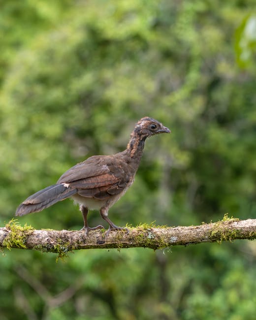 Descoperă misterele marelui curassow din jungla tropicală