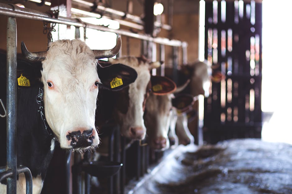 Termen limită pentru ajutoarele de stat destinate crescătorilor de animale