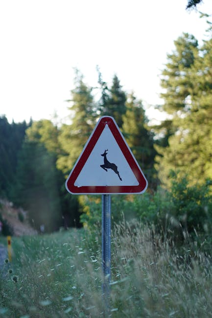 Prezența căprioarelor în apropierea Sibiului: un fenomen natural sau o amenințare pentru șoferi?