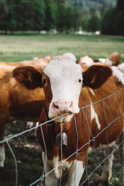 Veronika, vaca din Austria care sfidează mitul vacilor proaste