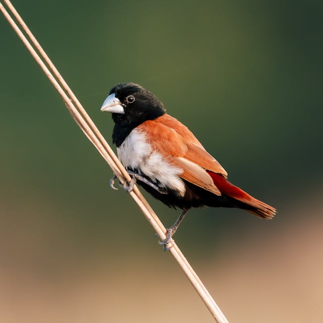 Descoperă munia tricoloră: pasărea cu un penaj impresionant