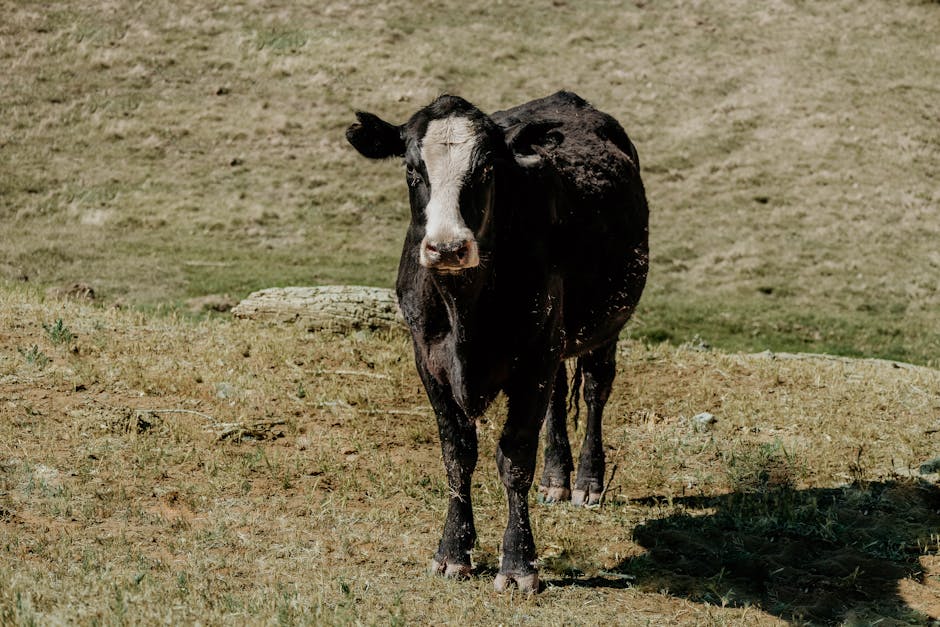 Timișorenii au termen limită pentru declararea animalelor și terenurilor agricole