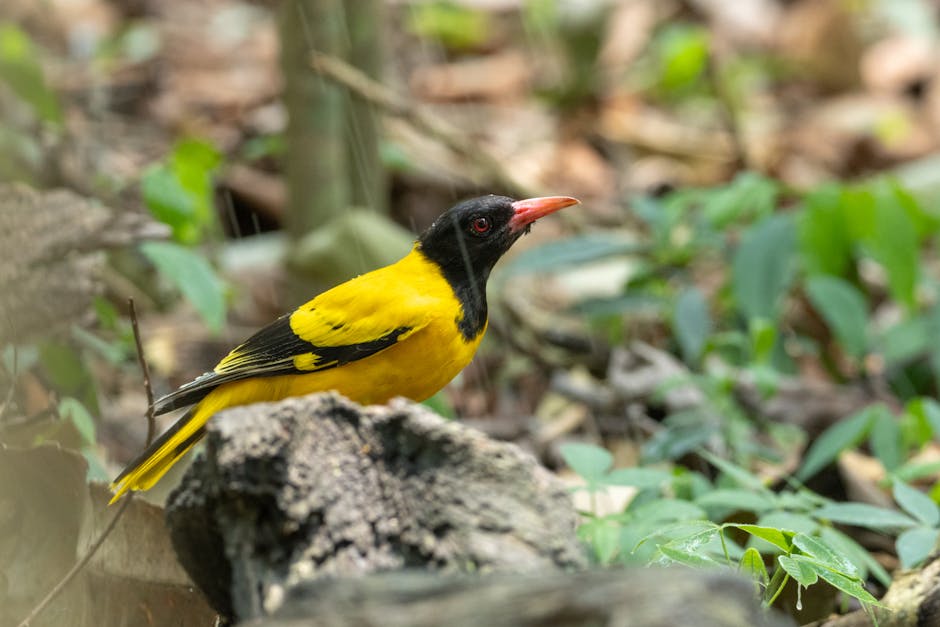 Descoperă oriolul cu glugă neagră: o comoară a pădurilor tropicale