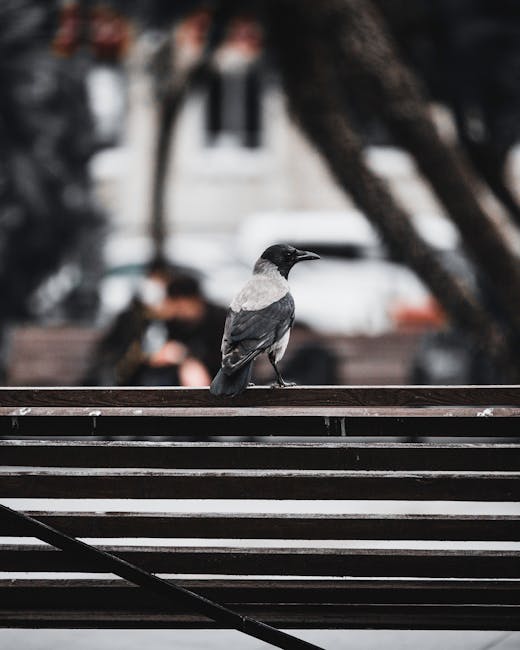Ciorile din Parcul Romanescu: o problemă persistentă pentru craioveni