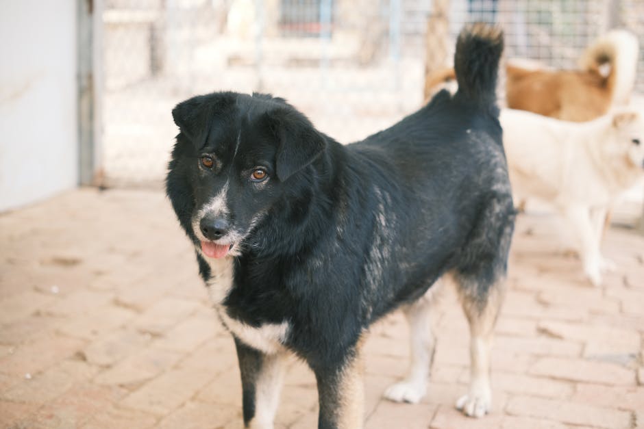 Găsește-ți prietenul ideal la adăpostul de animale din Constanța!