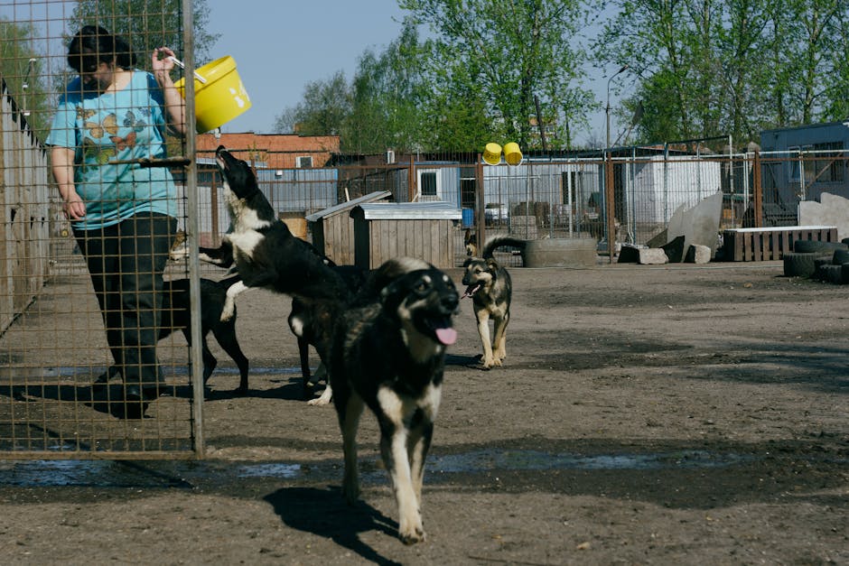 Patru câini polițiști din Sibiu își caută noile familii: adopție gratuită