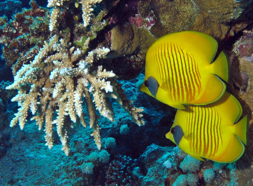 Un pește rar descoperit în Marea Neagră stârnește curiozitatea specialiștilor