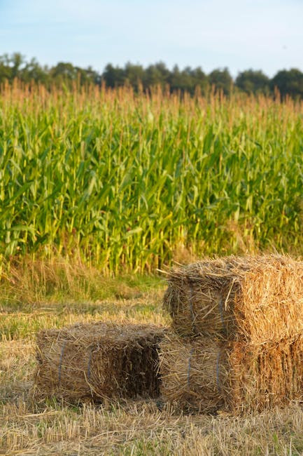 Bătaie în Criciova din cauza baloților de lucernă: cinci răniți
