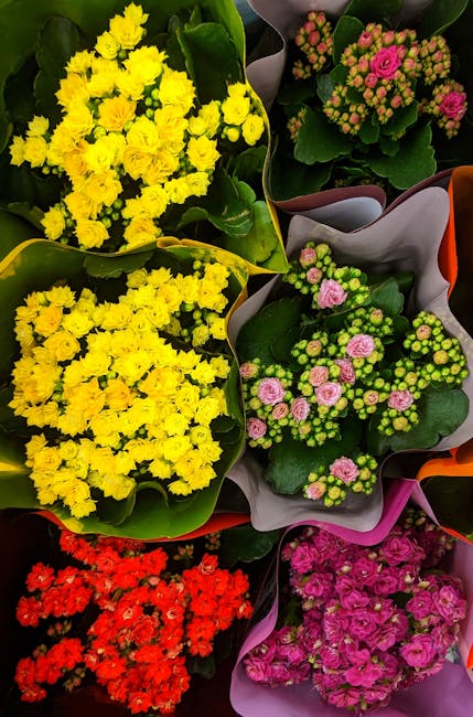 Descoperă Kalanchoe: Planta perfectă pentru interiorul tău