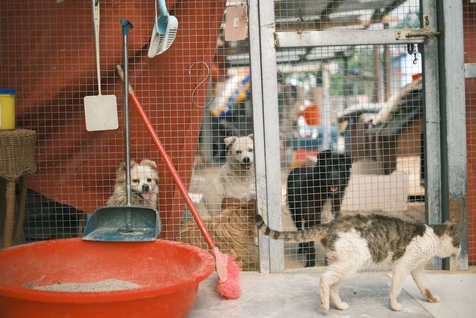 Gratuitate în sterilizarea câinilor și pisicilor la Finta: detalii esențiale