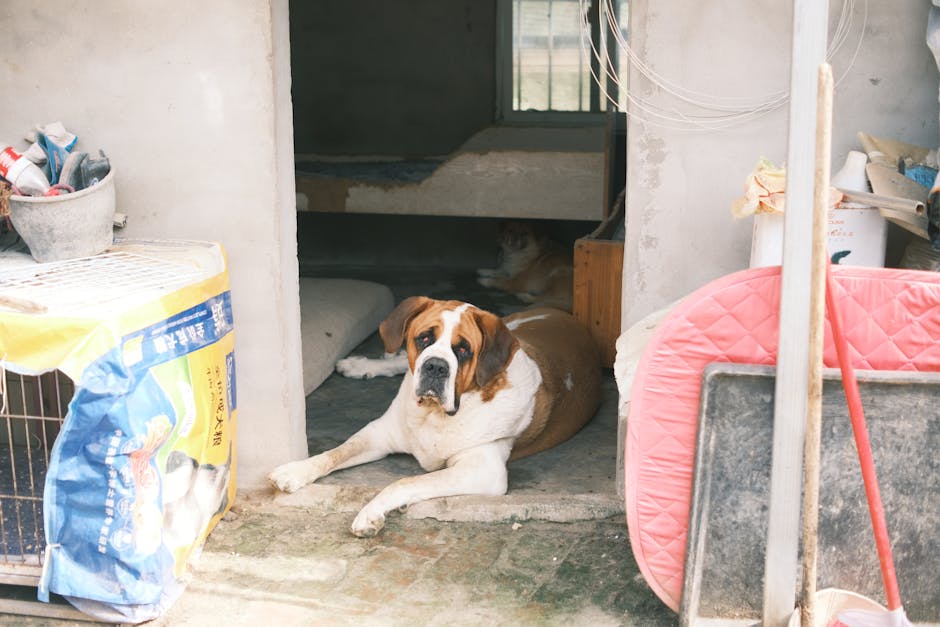 Măsuri stricte împotriva abuzului animalelor în Eforie: Poliția acționează