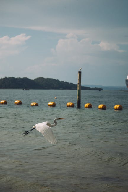Descoperirea egretei mari pe râul Săsar: un semn de sănătate ecologică