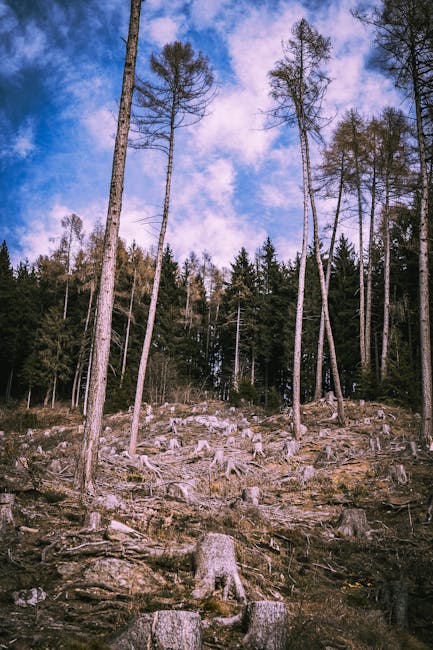 Defrișările controversate din Băile Felix: autoritățile explică tăierile masive de arbori
