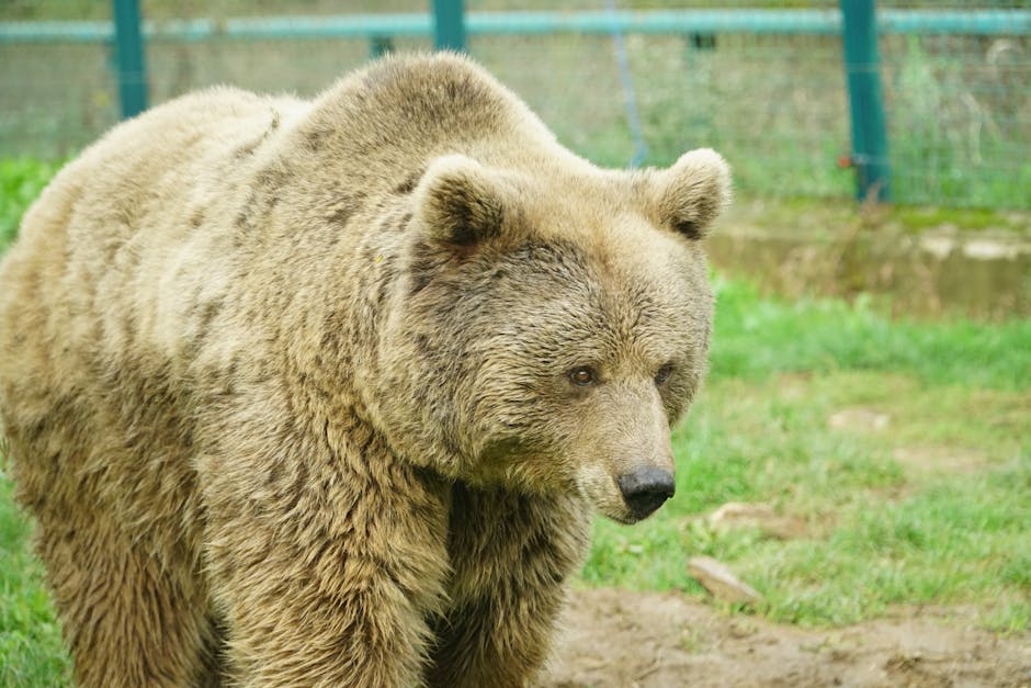 România investește în garduri electrice pentru a proteja comunitățile de animalele sălbatice