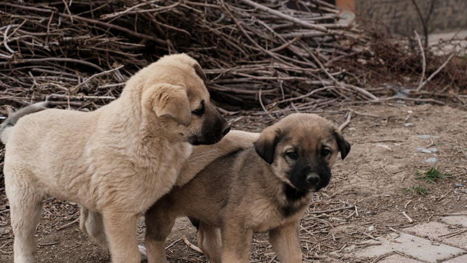 Alertă în Sibiu: Trei pui de Kangal dispăruți, proprietarul oferă recompensă!