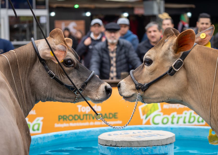 Expoziție impresionantă de animale la Sebeș: păuni, iepuri și mult mai mult