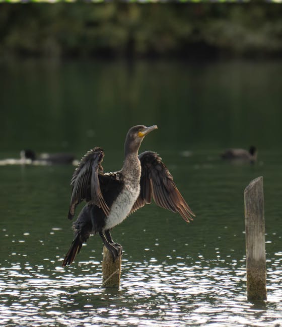 Cormoranii amenință ecosistemul piscicol din Racovița: apelul unui pescar pentru intervenție urgentă