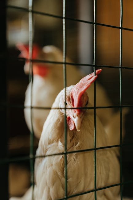 Descoperă târgul de păsări și animale mici din Sebeș: oferte și prețuri atractive!