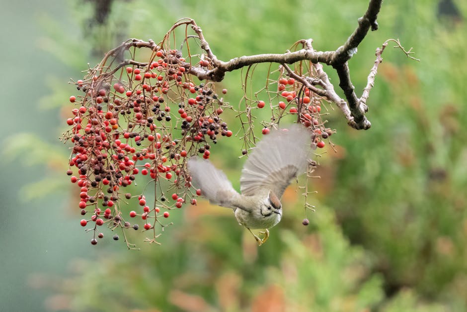 Descoperă yuhina brunneiceps, pasărea unică a munților din Taiwan