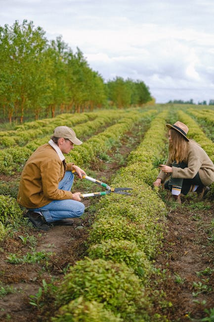 Ianuarie în agricultură: lucrările esențiale pentru o recoltă de succes