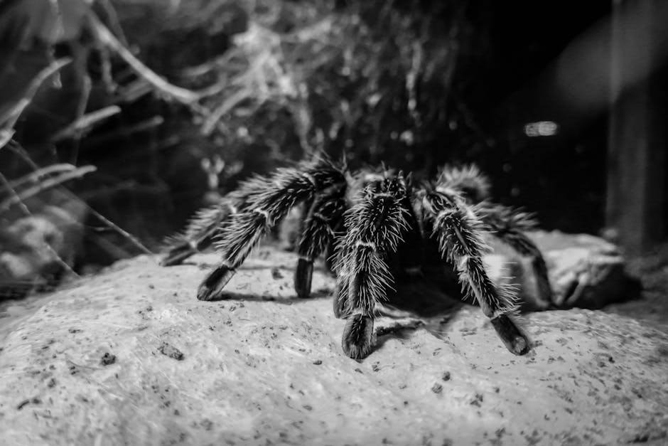 Descoperă lumea fascinantă a tarantulelor și reptilelor la Palas Mall