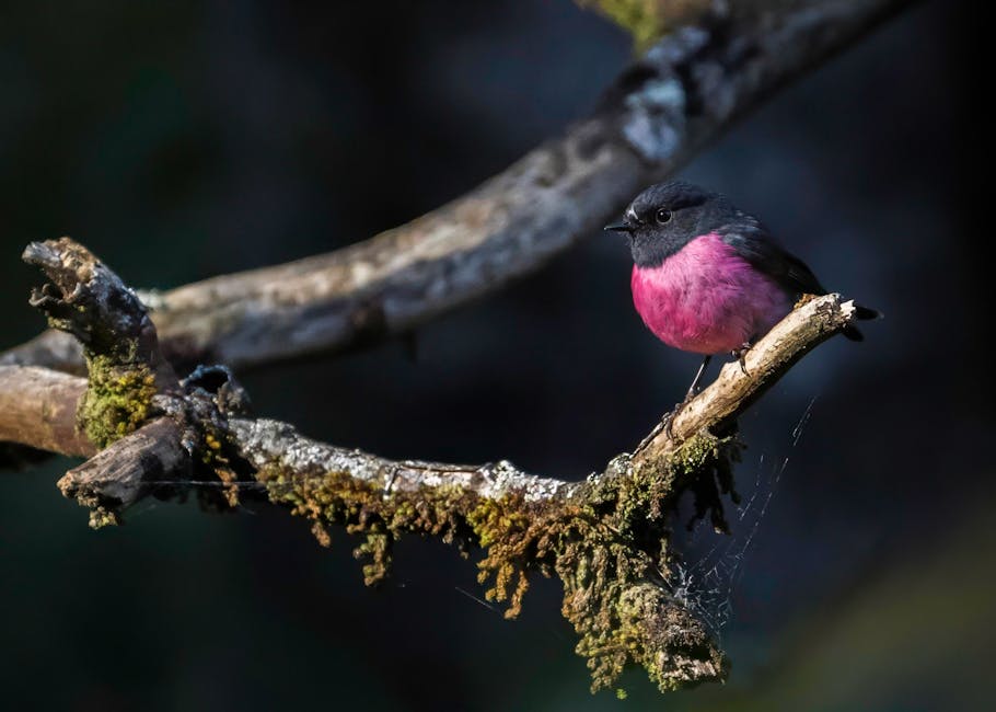 Descoperă Pink Robin, pasărea exotică a pădurilor din Australia