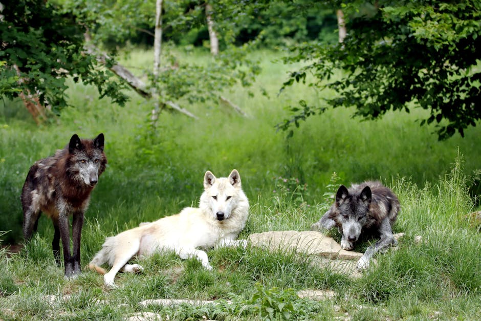 Pagube uriașe cauzate de animalele sălbatice în Cluj: peste 700.000 de lei în doi ani