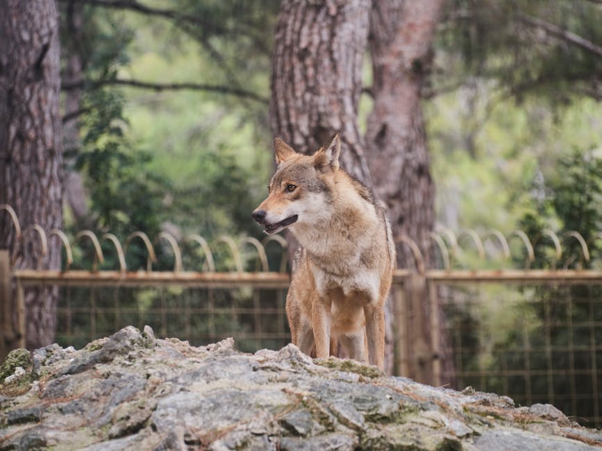 Descoperă lupi: Zoo Brașov celebrează Ziua Internațională a Lupului cu activități interactive