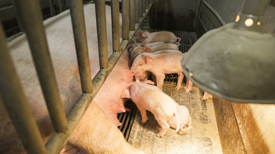 Măsuri esențiale pentru protejarea animalelor în zilele călduroase