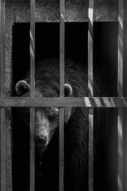 Brașov: Ursoaică grav rănită a fost eutanasiată în zona Pietrele lui Solomon