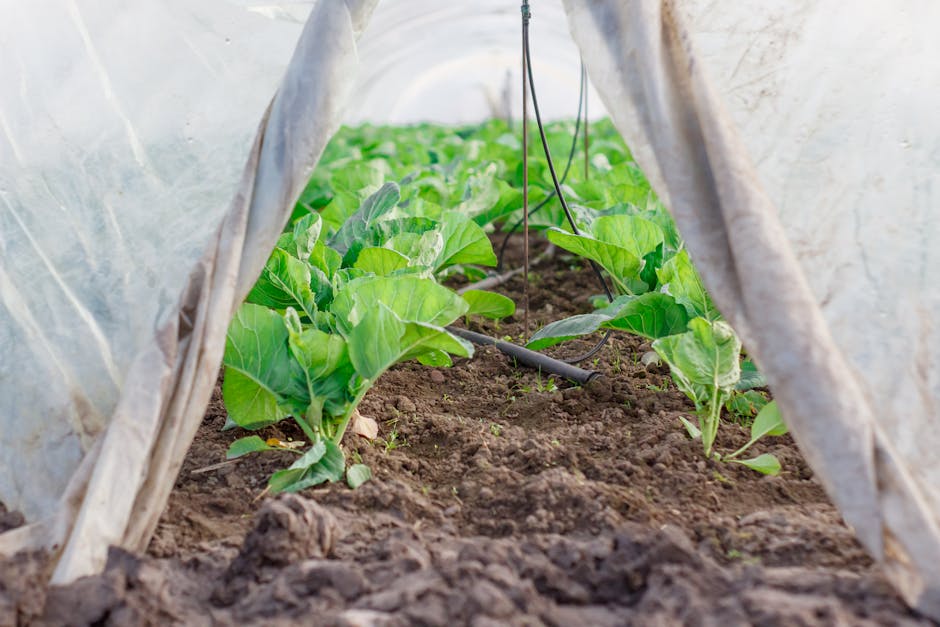Ghid practic pentru o agricultură ecologică: protejează-ți grădina și gospodăria