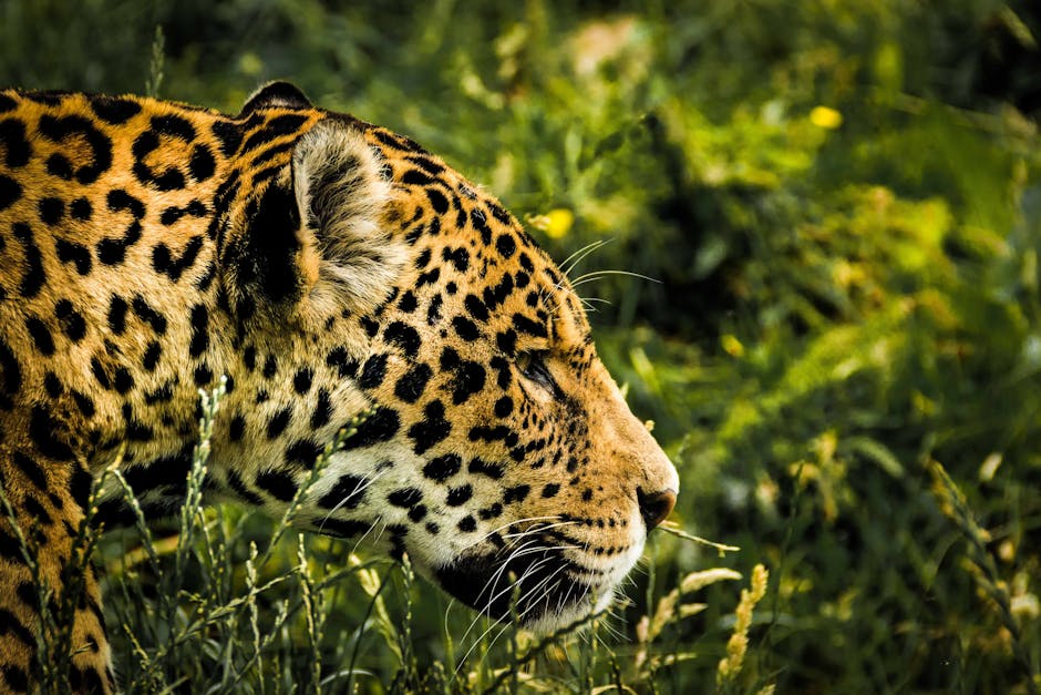 Descoperă magia naturii în romanul captivant „Visul jaguarului”